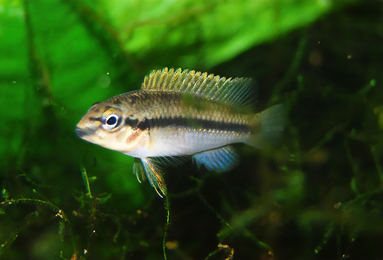 Sanaga paranochromis