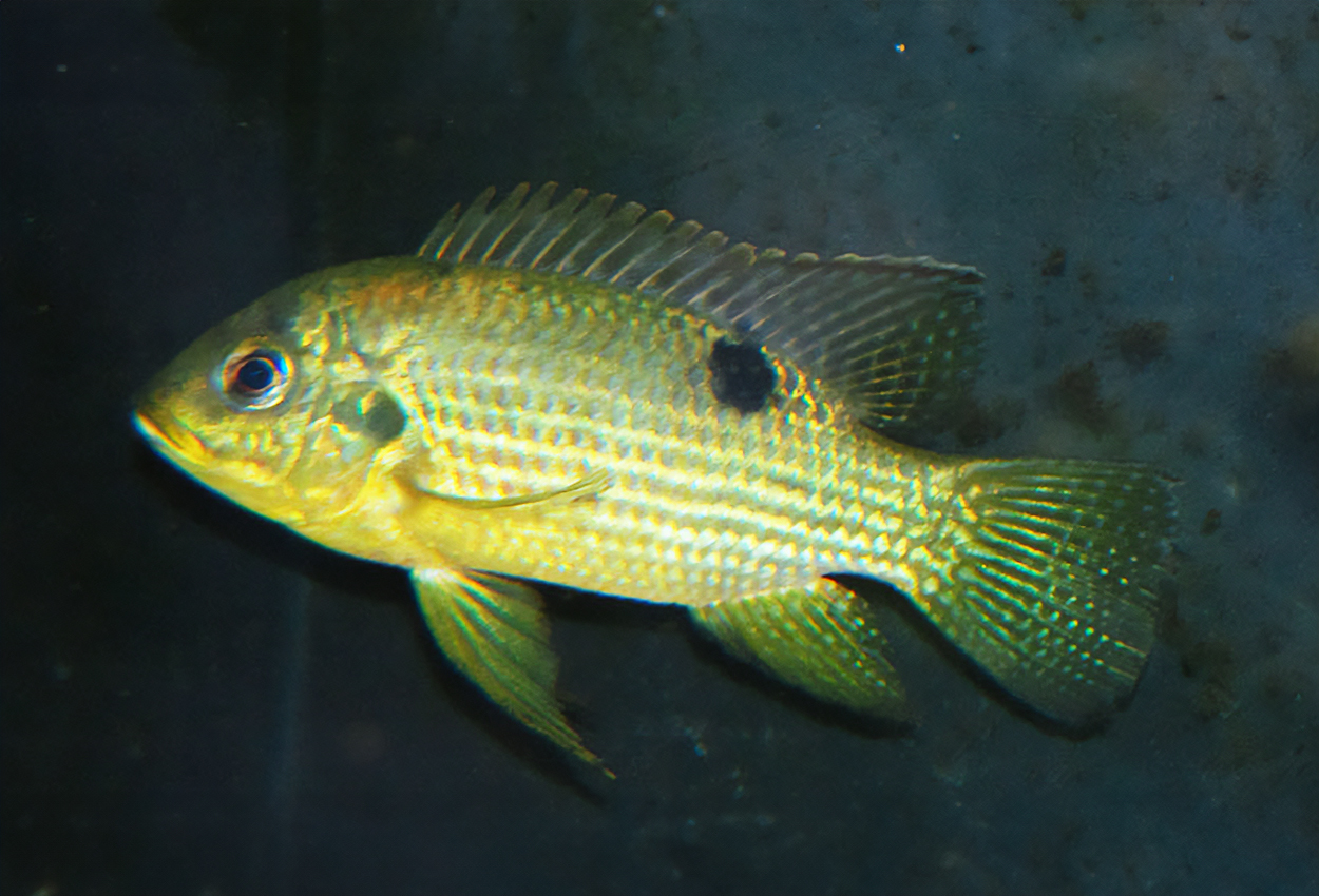 Buttikofers pelmatochromis