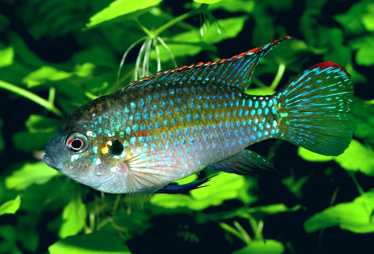 Foto på fisken Anomalochromis thomasi