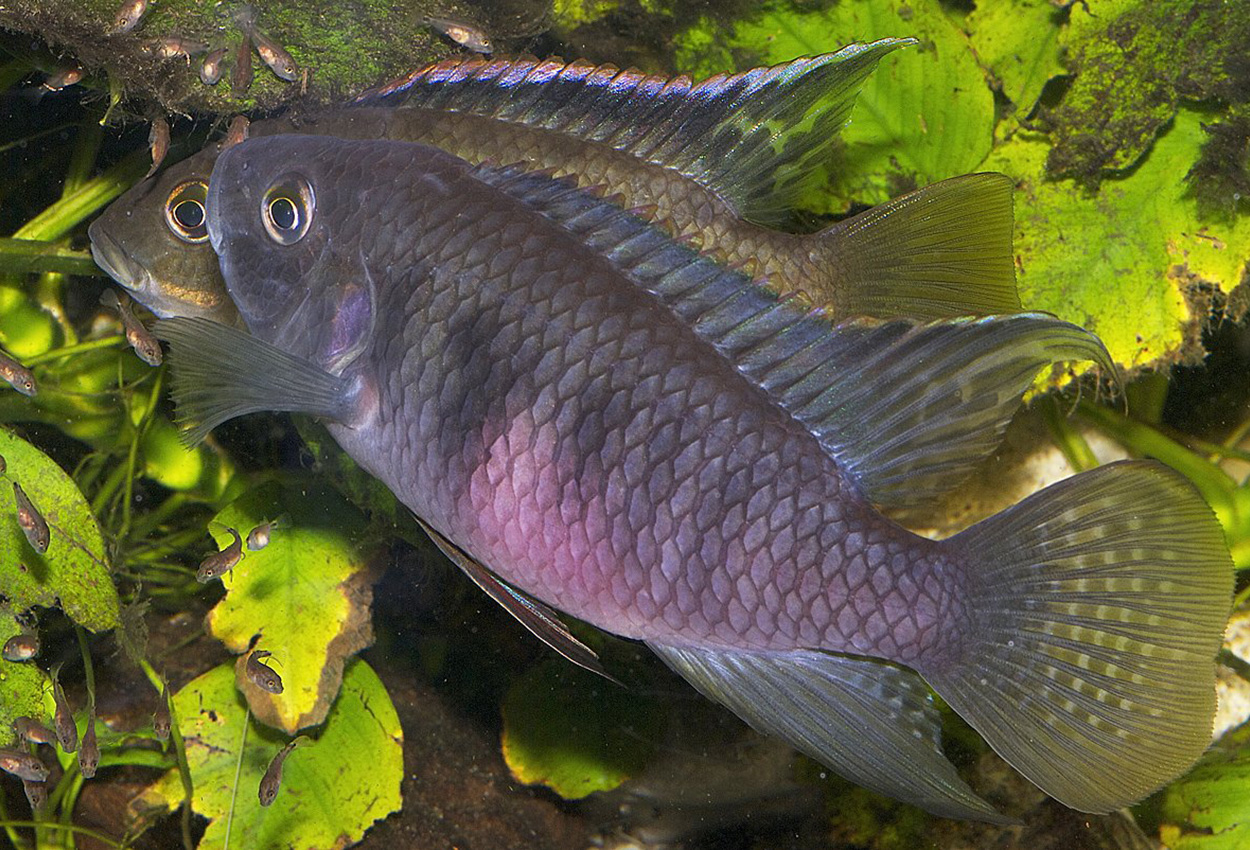 <i>Benitochromis</i> <i>nigrodorsalis</i>