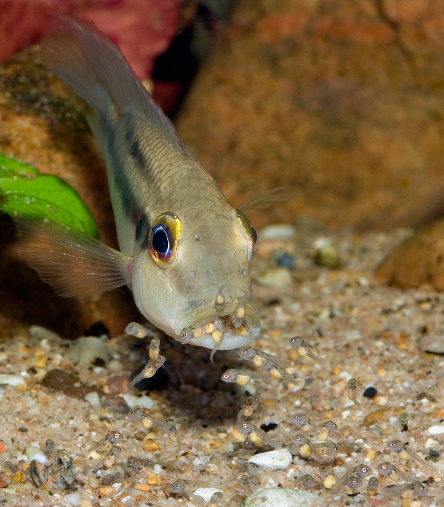Chromidotilapia guentheri