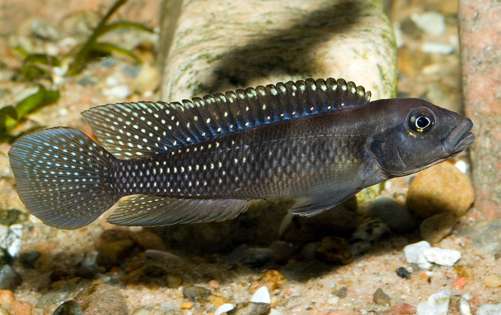 Lamprologus congoensis