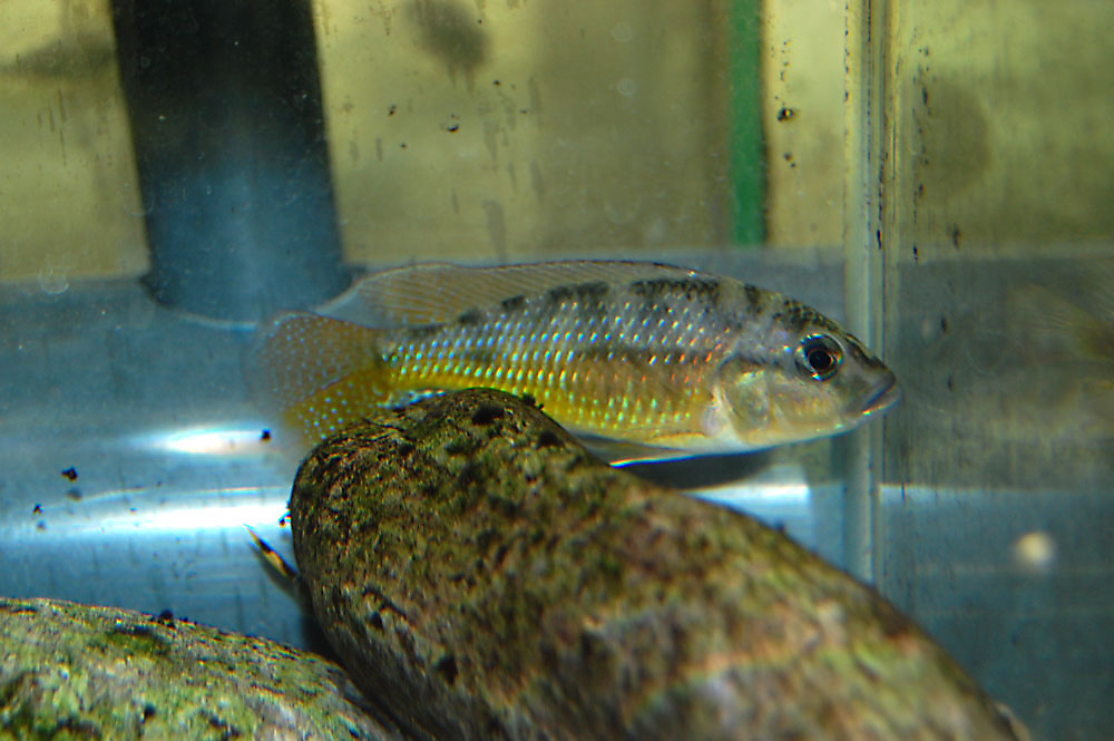 Pseudocrenilabrus philander, Lake Mweru
