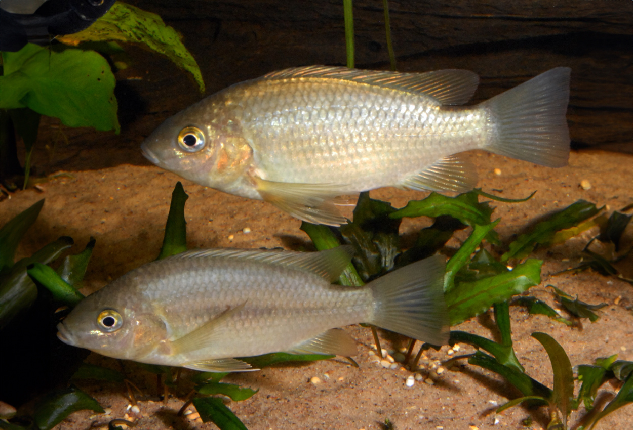 Steinbachi, Kululu, Steinbachs redgill Tilapia