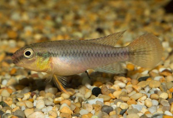 Röd kongociklid, dimidiatus