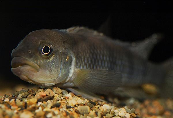 Tigripictilis lamprologus