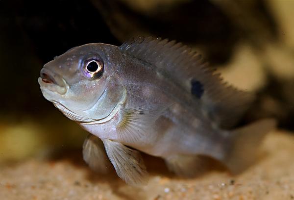 Blehers løvehode-ciklide,