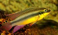 <i>Pelvicachromis kribensis</i>, Bidou