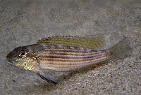 <i>Schwetzochromis neodon</i>