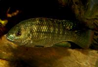 <i>Tilapia sparrmanii</i>