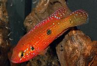 <i>Rubricatochromis guttatus</i>