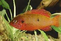 <i>Rubricatochromis lifalili</i>