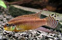 <i>Pelvicachromis taeniatus</i> 