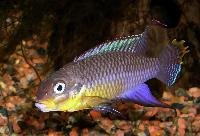 <i>Pelvicachromis taeniatus</i> 