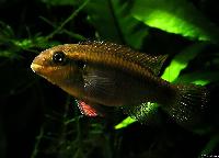 <i>Pelvicachromis taeniatus</i> 