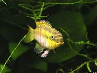 <i>Pelvicachromis taeniatus</i> 