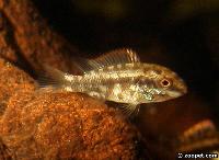 <i>Pelvicachromis pulcher</i> (yngel)