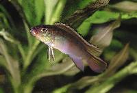 <i>Nanochromis nudiceps</i>