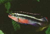 <i>Pelvicachromis pulcher</i>