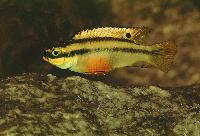 <i>Pelvicachromis taeniatus</i> 