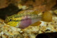 <i>Pelvicachromis silviae</i>