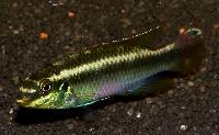 <i>Pelvicachromis sacrimontis</i> 