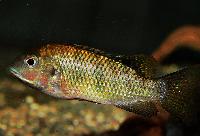 Sanagatilapia 