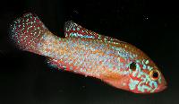 <i>Hemichromis</i> sp. 'neon'