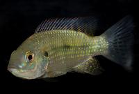 <i>Oreochromis schwebischi</i>