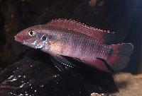 <i>Wallaceochromis rubrolabiatus</i>