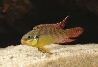 <i>Pelvicachromis taeniatus</i>