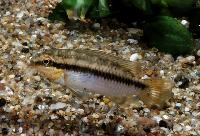 <i>Pelvicachromis roloffi</i>