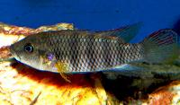 <i>Benitochromis batesii</i>