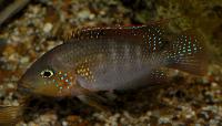 <i>Tylochromis lateralis</i>