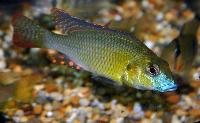 <i>Thoracochromis buysi</i>