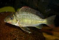 <i>Tylochromis lateralis</i>