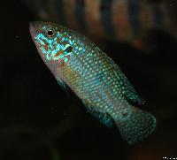 <i>Hemichromis</i> sp.