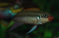 <i>Pelvicachromis taeniatus</i> sp. 