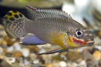 <i>Pelvicachromis taeniatus</i> 