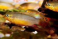 <i>Pelvicacchromis taeniatus</i>, Lokoundje