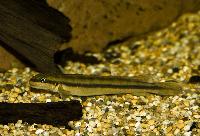 Ethelwynns goby