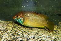 <i>Hemichromis</i> sp. 'kolente'