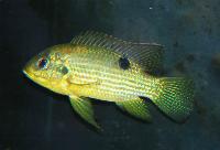 Buttikofers pelmatochromis