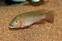 <i>Tilapia snyderae</i>