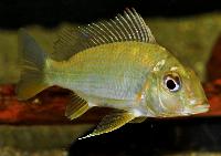 <i>Tylochromis lateralis</i>