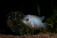 <i>Ctenochromis polli</i>