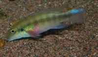 <i>Pelvicachromis humilis</i> "red spot liberia"