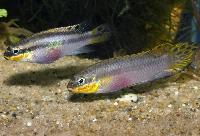 <i>Pelvicachromis taeniatus</i>,  Nange