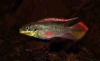 <i>Pelvicachromis pulcher</i>