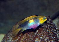 <i>Pelvicachromis taeniatus</i>, Wouri